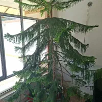 کاج مطبق