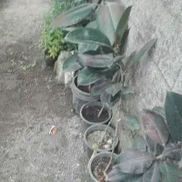گل وگیاه طبیعی