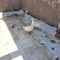 فروش اردک