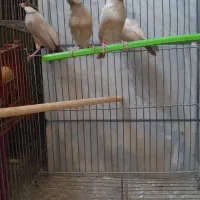 فروش فنج نرگسی شکلاتی تازه بالغ