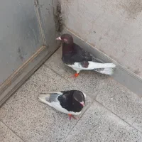 یه جفت یهودی خوش رنگ