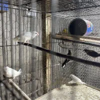 فنچ زبرا ،بنگالی، نرگسی