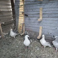 سفید پلاکی|پرنده|بم, |دیوار