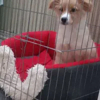 اشپیتزپامر و اشپیتز تریر