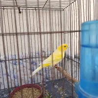 قناری نر دهن روسی