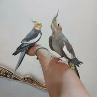 عروس هلندی جفت سخنگو با قفس و لوازم