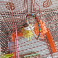 4تا فنچ نر و ماده
