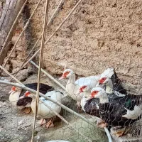 اردک اسرایلی