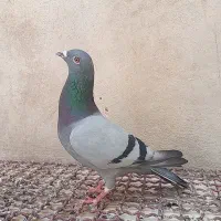 پلاکی