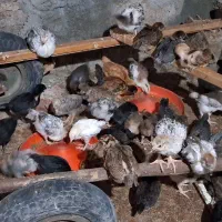 فروش جوجه مرغ