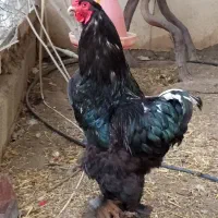 مولد و جوجه برهما