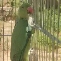 طوطی ملنگو