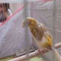 قناری ماده.