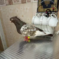 جفت سینه ای نر و ماده