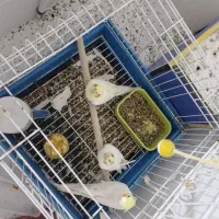 نرماده هلندی با جوجه
