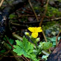 بهت میگم دعا داری یا خیر