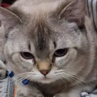 گربه ی گوگلی ومهربون