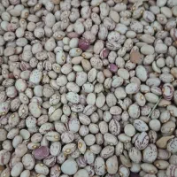 لوبیا چیتی