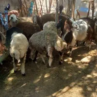 بره وکهره ریز