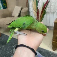 شهر گرینچیک، شهر طوطی، آمازوناس