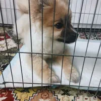 سگ پامر|سگ|سنگر, |دیوار