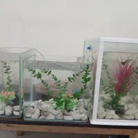 شیشه اکواریوم و ماهی