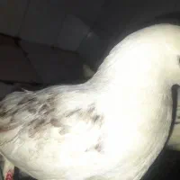 کبوتر|پرنده|اهواز, سپیدار|دیوار