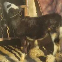 گوساله ماده سمینتال، میش