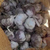 سیر
