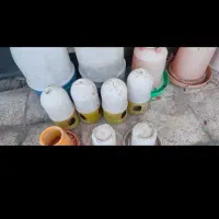 ابدون و غذادون مرغ و پرنده