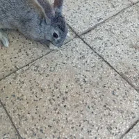 خرگوش