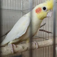 عروس هلندی با تخفیف