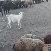 میش وبره وبز سانن