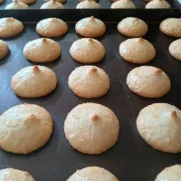 پخش عمده شیرینی نارگیلی