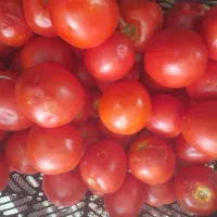 کارکرگوجه چین وپات پنبه ۱۰نفرروستای براب دارم