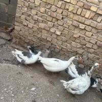 غاز نر و ماده