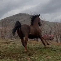 سلیمی کرد باب داشت