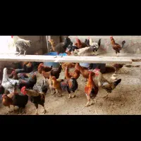 مرغ وخروس
