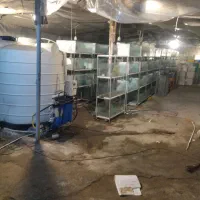 مزرعه بزرگ پرورش ماهی زینتی