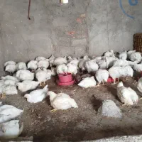 مرغ گوشتی