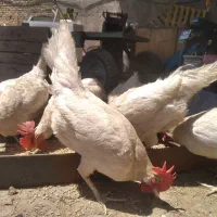 تخم مرغ لگهورن