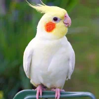عروس هلندی نر