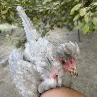 مرغ و خروس گلین چهلتاج ریش