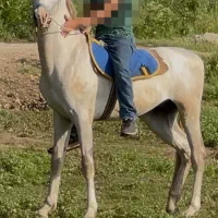 اسب نریان ترکمن