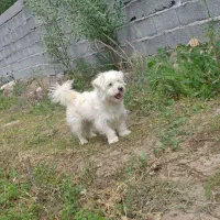 پاکوتا نرو ماده