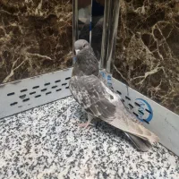 کفتر سبز ماده