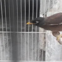 مرغ مینا