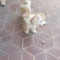 فروش پاپی بدلیل جابجایی با کلی لوازم