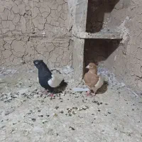 کبوتر|پرنده|بروجرد, |دیوار
