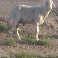 قوچ بروجردی
